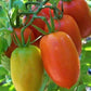 Tomato, Amish Paste - LifeForce Seeds