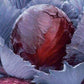 Cabbage Red Acer - LifeForce Seeds