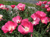 California Poppy Appleblossom Pink - LifeForce Seeds