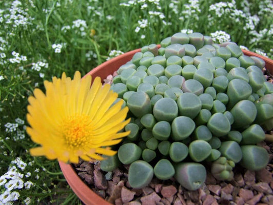 Fenestraria rhopalophylla ‘Baby Toes’ - LifeForce Seeds