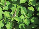 Basil Holy Green/ Sacred - LifeForce Seeds