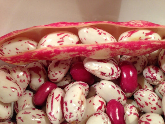 Bean Bush Borlotti - LifeForce Seeds