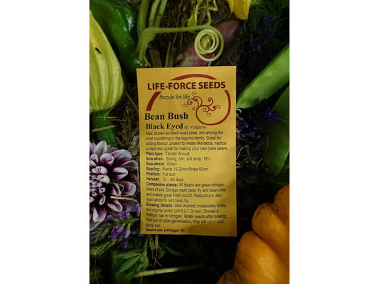 Bean Bush Black Eyed - LifeForce Seeds