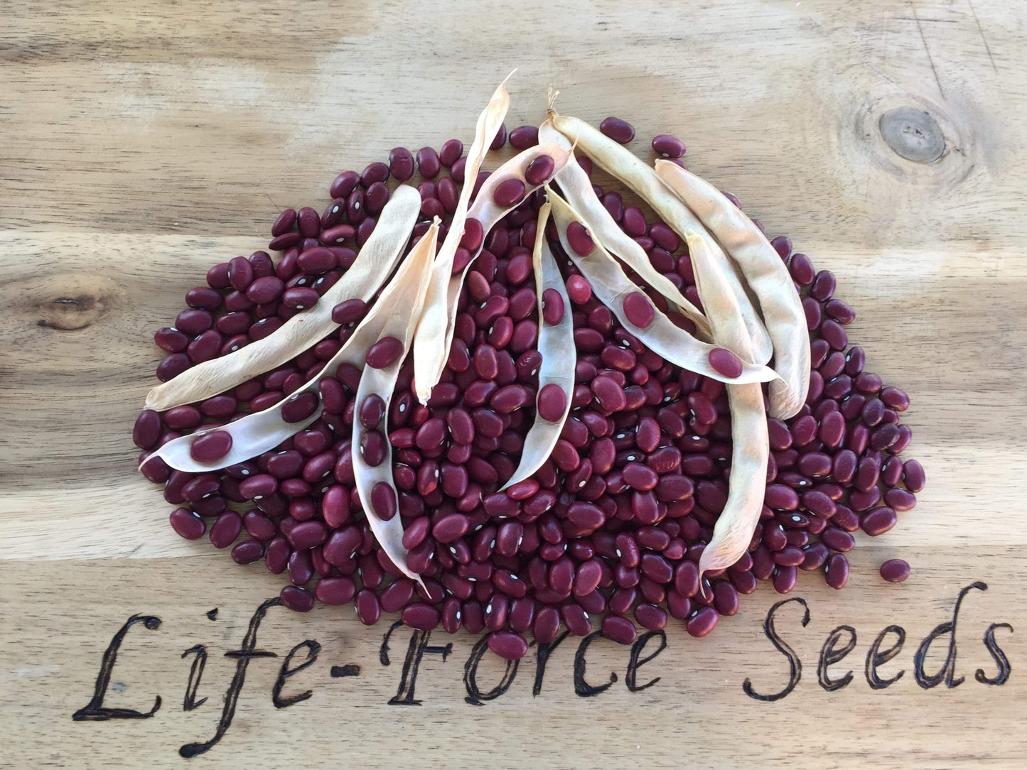 Bean Bush, Mexican Red - LifeForce Seeds