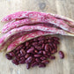 Bean Bush, Scarlet Beauty - LifeForce Seeds