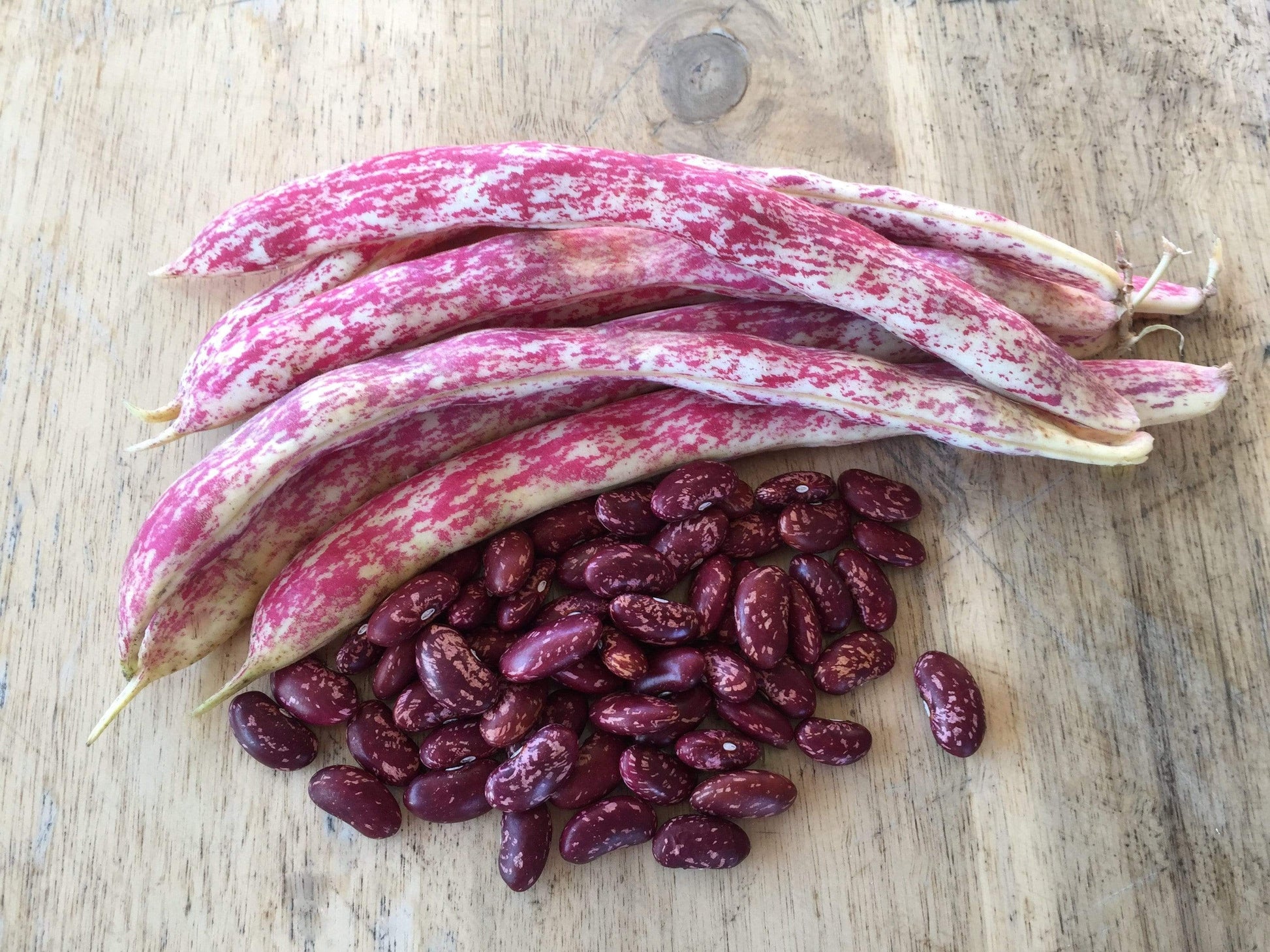 Bean Bush, Scarlet Beauty - LifeForce Seeds