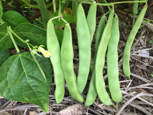 Bean Climbing, 1500year Old Cave - LifeForce Seeds