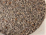 Bean Bush Blue Speckled Tepary - LifeForce Seeds