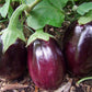 Eggplant, Black Beauty - LifeForce Seeds