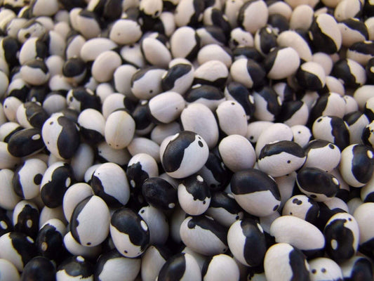 Bean Bush Black Calypso - LifeForce Seeds