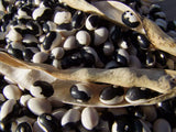 Bean Bush Black Calypso - LifeForce Seeds