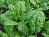 Spinach Bloomsdale Long Standing - LifeForce Seeds