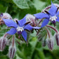 Borage Blue Flowered - LifeForce Seeds