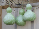 Gourd, Bottle - LifeForce Seeds