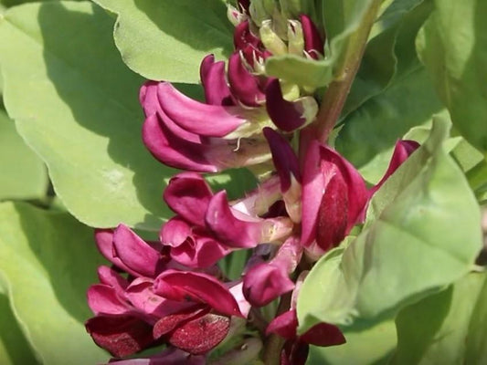 Bean Broad Crimson Flowered - LifeForce Seeds