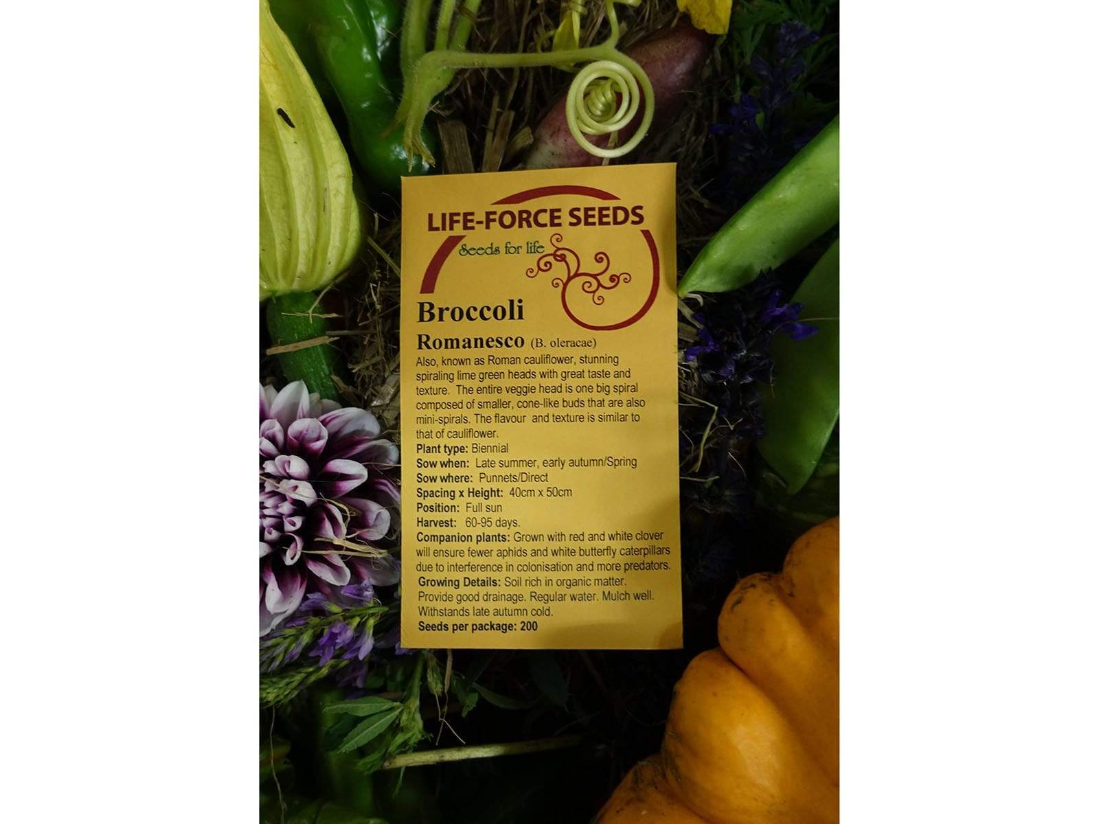 Broccoli Romanesco - LifeForce Seeds