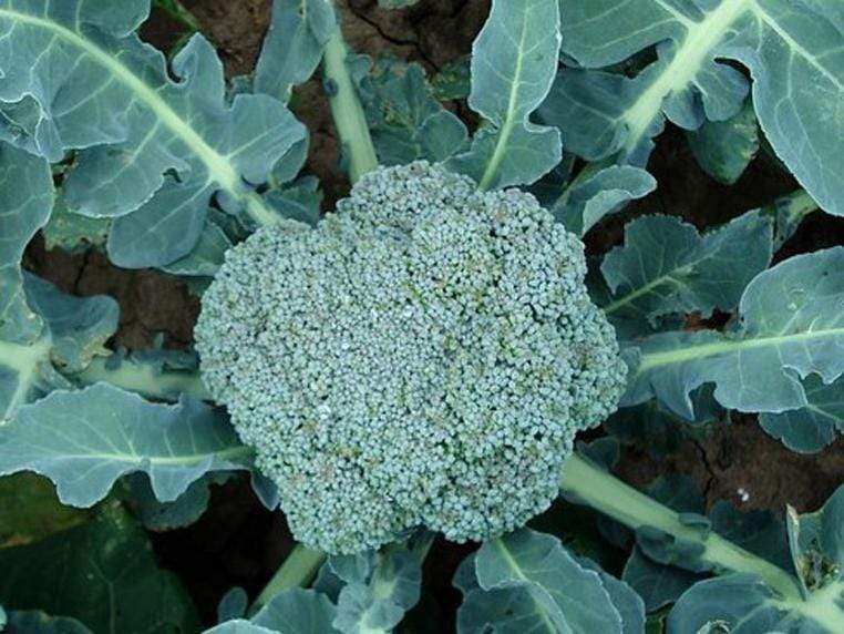 Broccoli Waltham - LifeForce Seeds