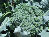 Broccoli Di Cicco - LifeForce Seeds