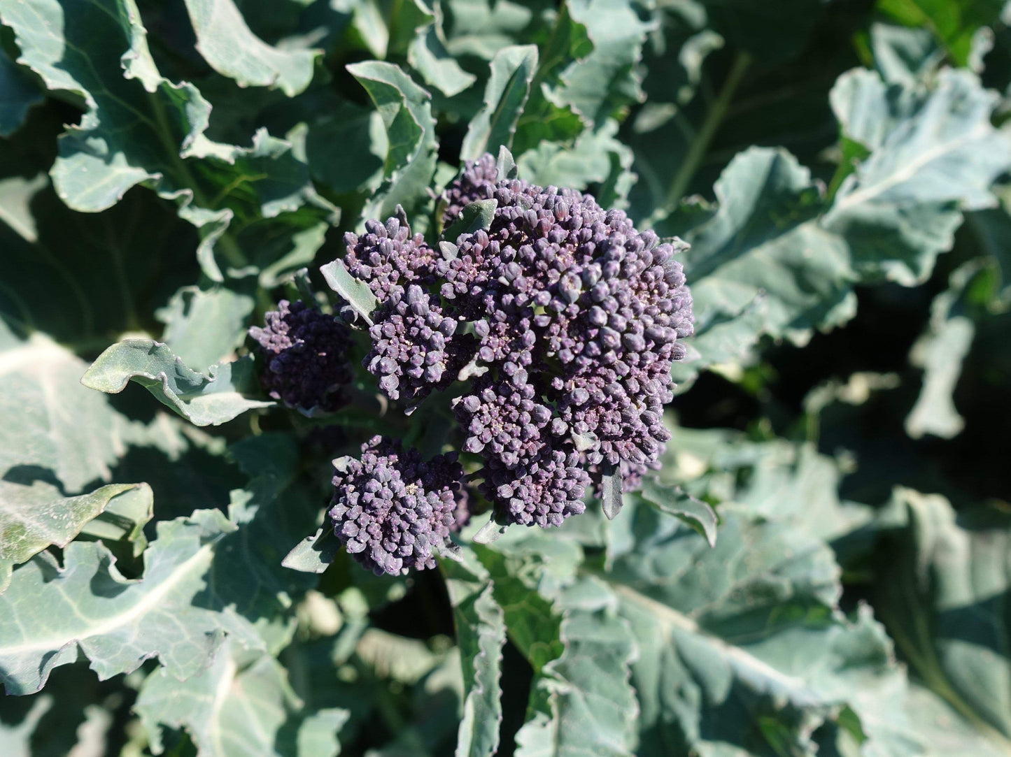 Broccoli Purple Sprouting - LifeForce Seeds
