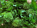 Broccoli Rabe Rapini - LifeForce Seeds