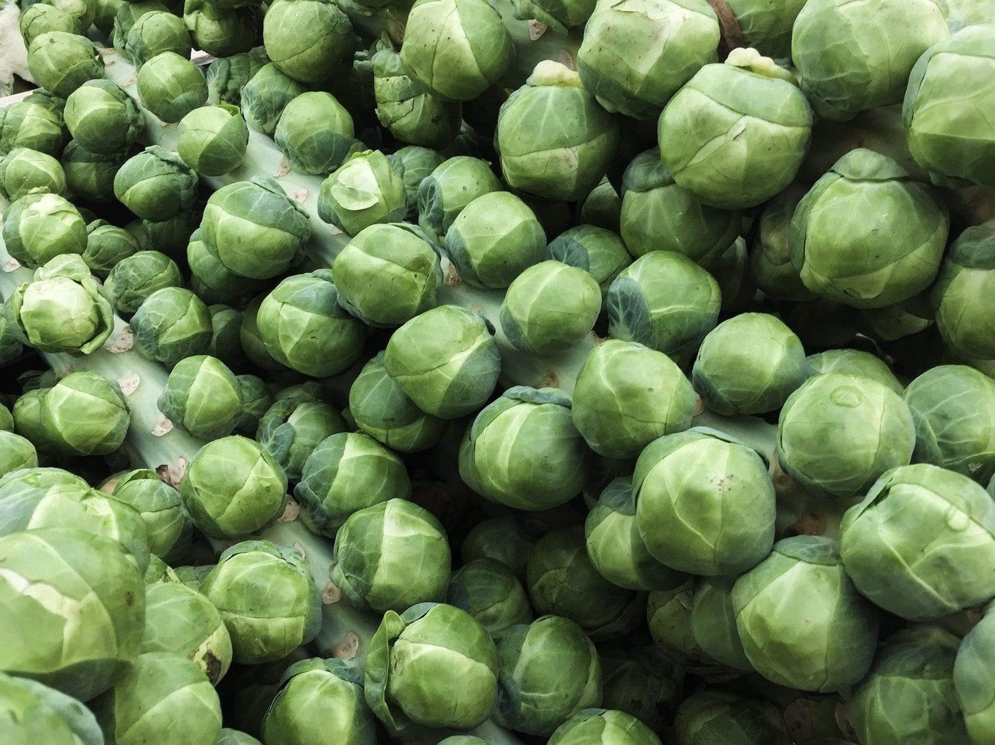 Brussels Sprout Long Island Improved - LifeForce Seeds