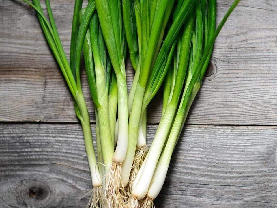 Bunching Onion Ishikura improved - LifeForce Seeds