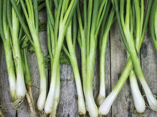 Bunching Onion Tokyo Long White - LifeForce Seeds