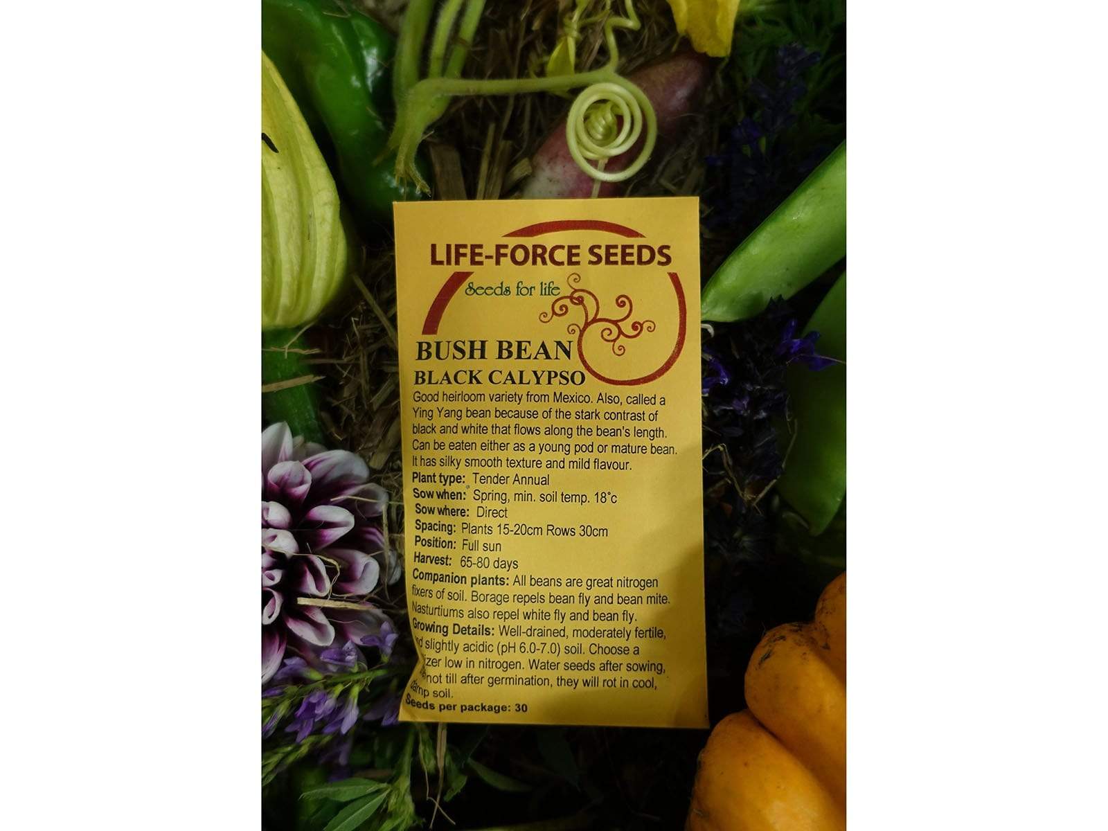 Bean Bush Black Calypso - LifeForce Seeds