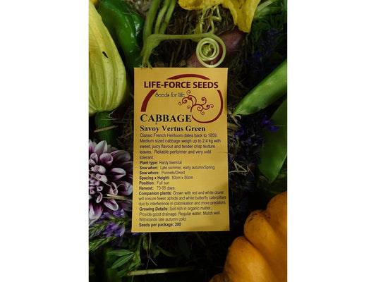 Cabbage Savoy Vertus Green - LifeForce Seeds