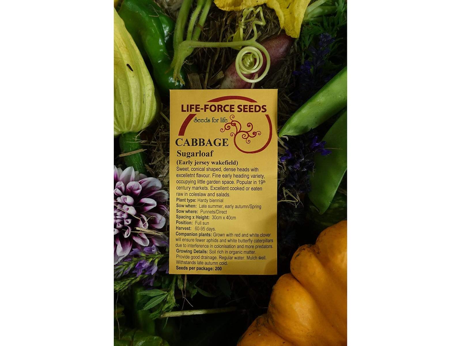 Cabbage Sugarloaf - Early jersey wakefield - LifeForce Seeds