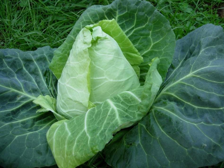 Cabbage Sugarloaf - Early jersey wakefield - LifeForce Seeds