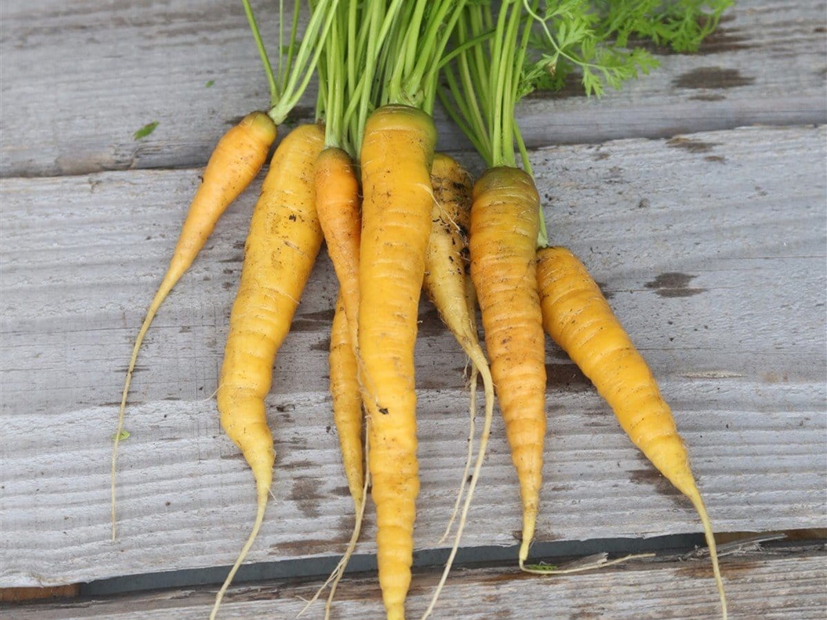 Carrot, Amarillo - LifeForce Seeds