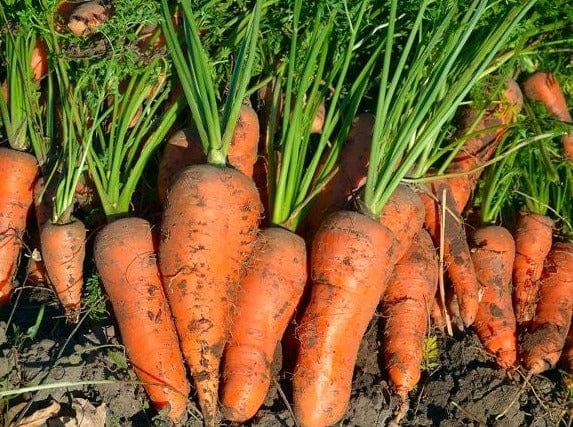 Carrot, Chantenay Red Cored - LifeForce Seeds