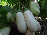 Eggplant, Casper - LifeForce Seeds