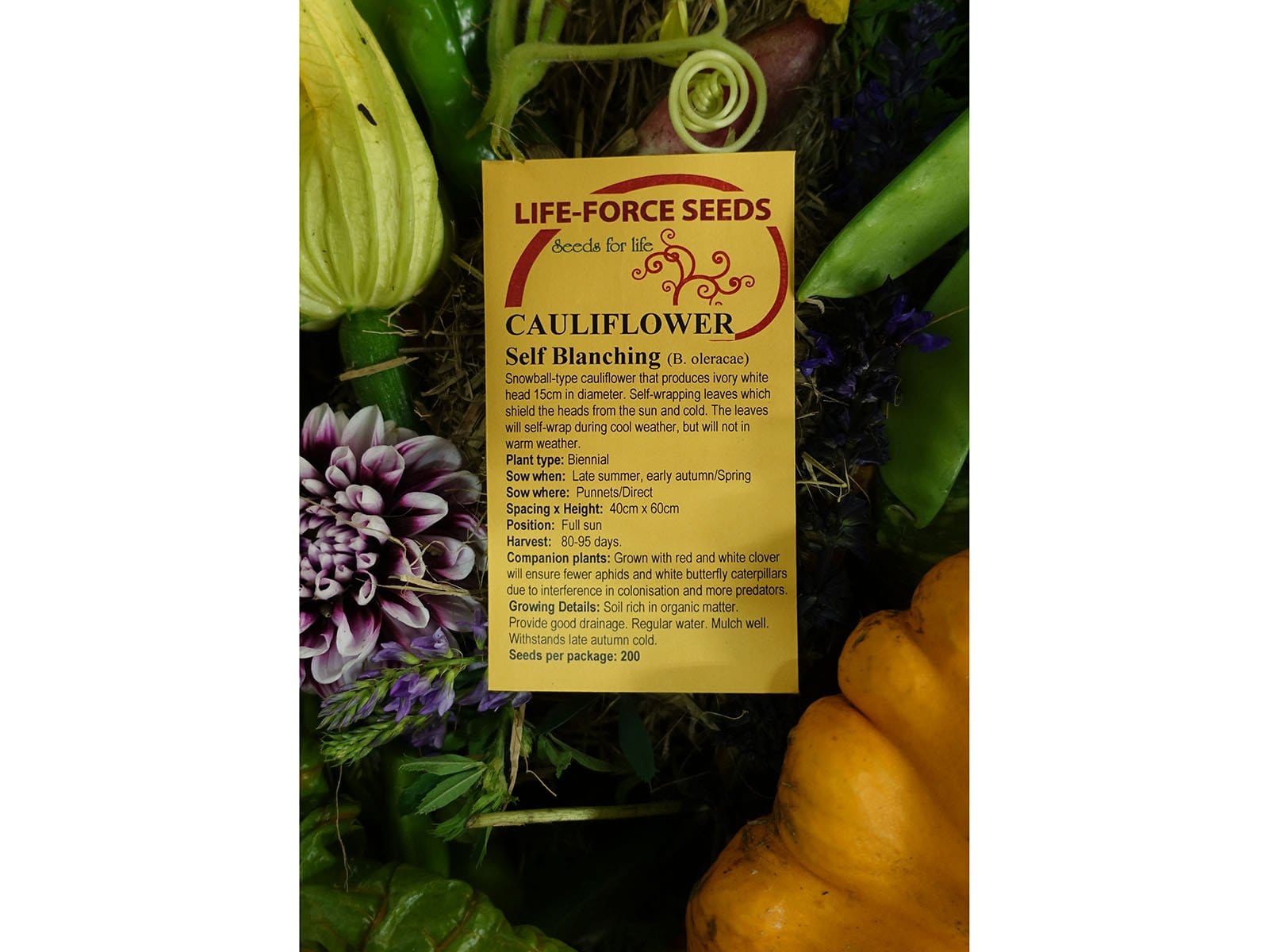 Cauliflower, Self Blanching - LifeForce Seeds