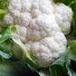 Cauliflower, Self Blanching - LifeForce Seeds