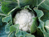 Cauliflower, Snowball Improved - LifeForce Seeds