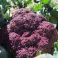 Cauliflower, Violet Sicilian - LifeForce Seeds