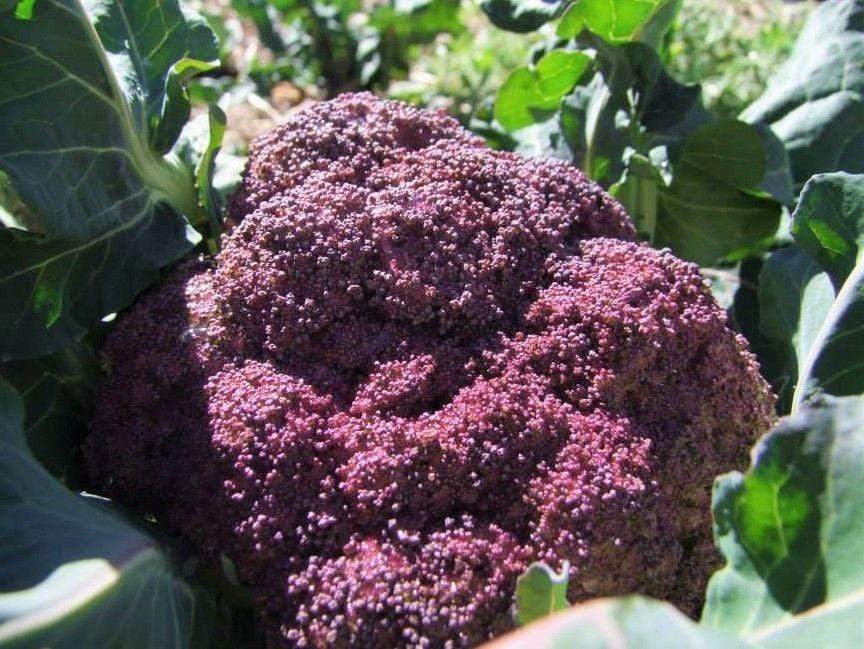 Cauliflower, Violet Sicilian - LifeForce Seeds