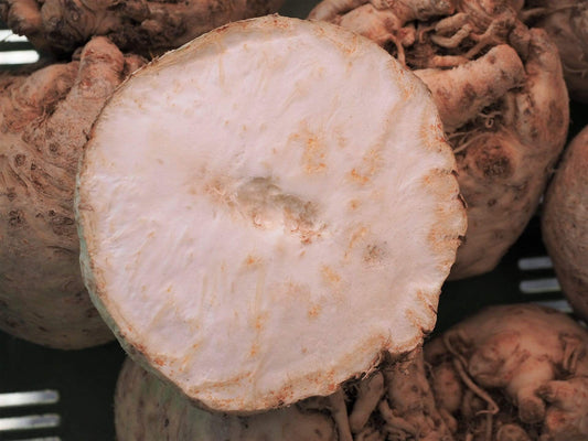 Celeriac Giant Prague - LifeForce Seeds