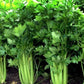Celery Stingless - LifeForce Seeds