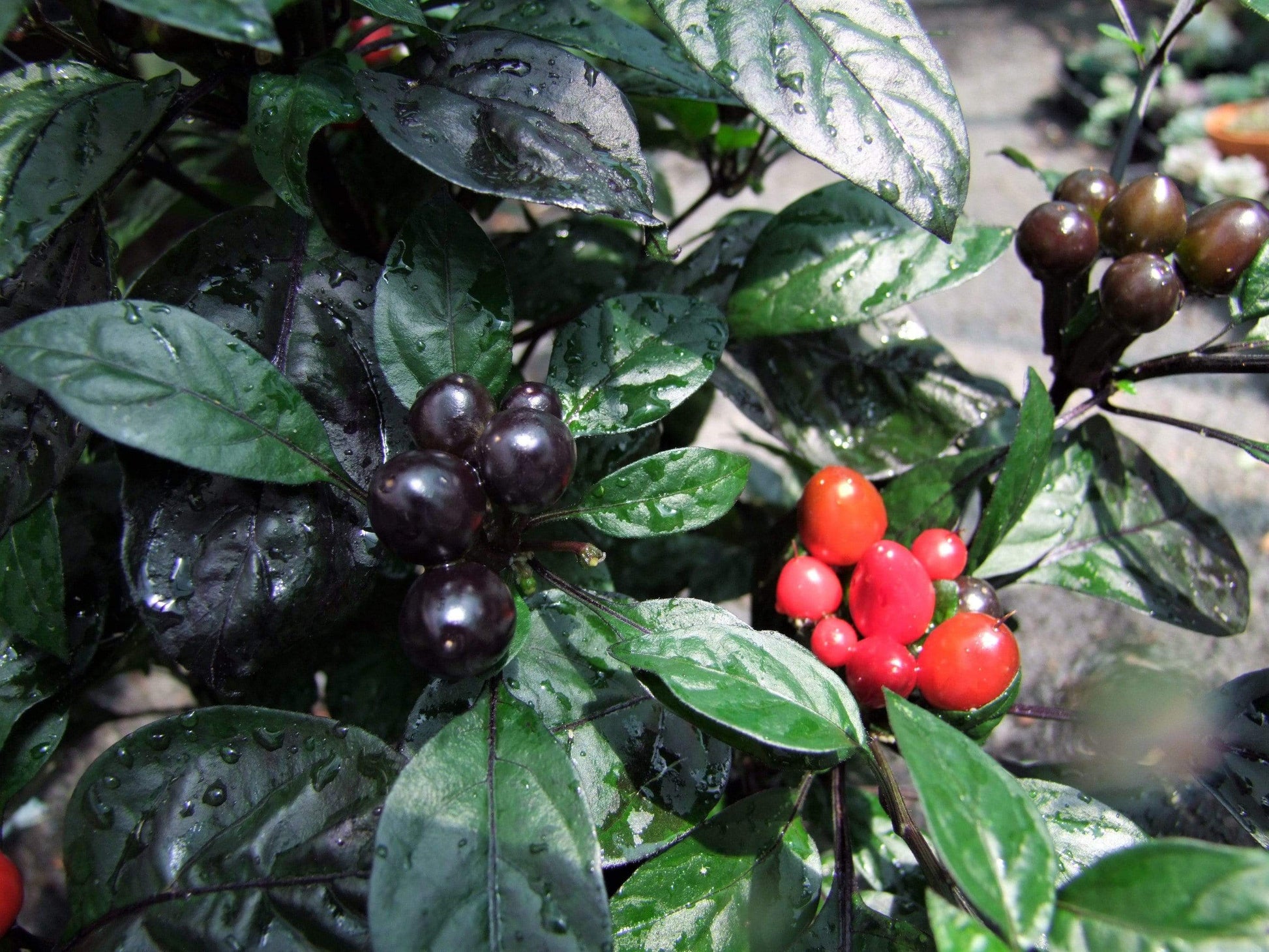 Chilli, Black Pearl - LifeForce Seeds