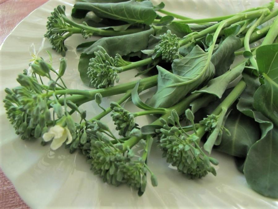 Chinese Broccoli, Kailaan F1 - LifeForce Seeds