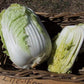 Chinese Cabbage, One Kilo Slow Bolt F1 - LifeForce Seeds