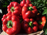 Capsicum Chinese Giant - LifeForce Seeds