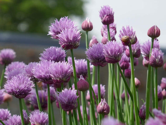 Chive Common - LifeForce Seeds