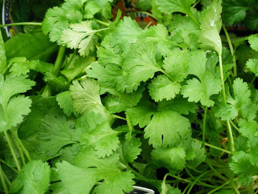 Coriander, Slow Bolt - LifeForce Seeds