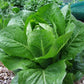 Lettuce Cos Verdi - LifeForce Seeds