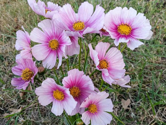 Cosmos, Daydream - LifeForce Seeds
