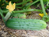 Cucumber, Spacemaster - LifeForce Seeds